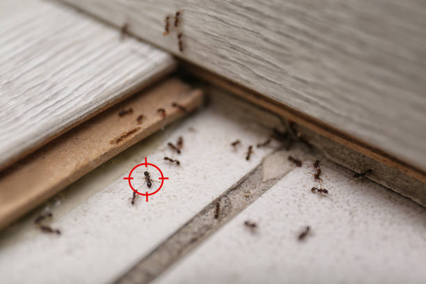 Best Cockroach Control Services  in Worth, IL