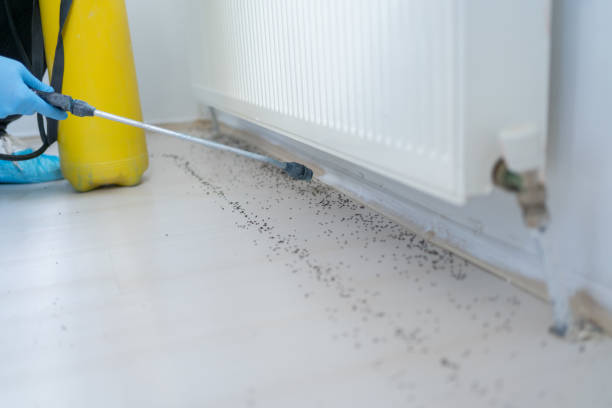 Best Ant Control Services  in Worth, IL